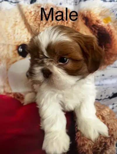 Shih-Tzu puppies, View more