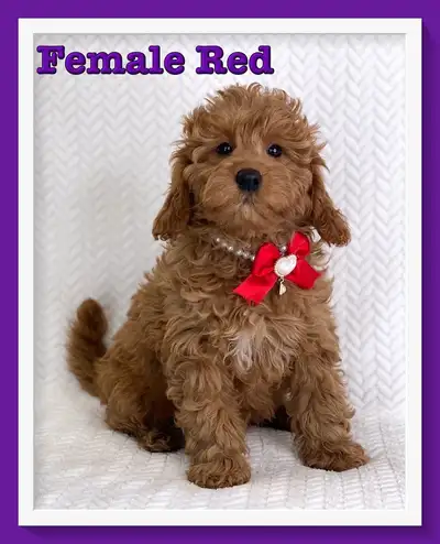 Mini-GoldenDoodle F1b Puppies, View more