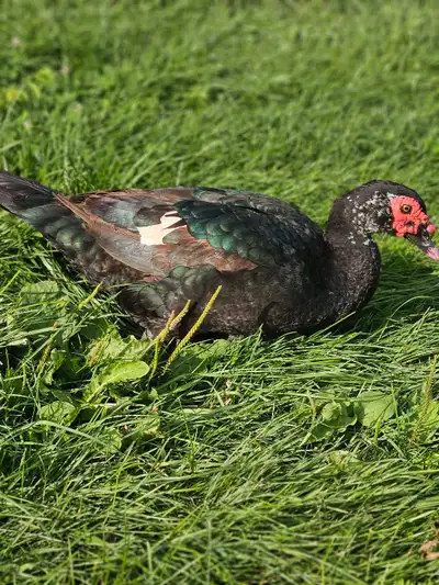 Muscovy Ducks and drakes, View more