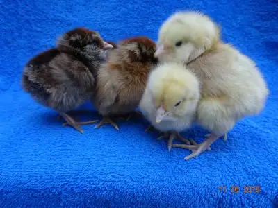 chicks ready too hatch , View more