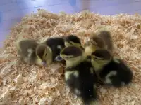  Muscovy Ducklings