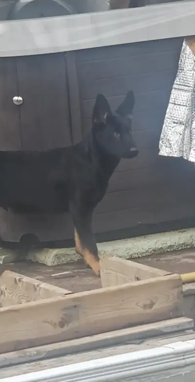 Chiots berger allemand  a vendre, View more