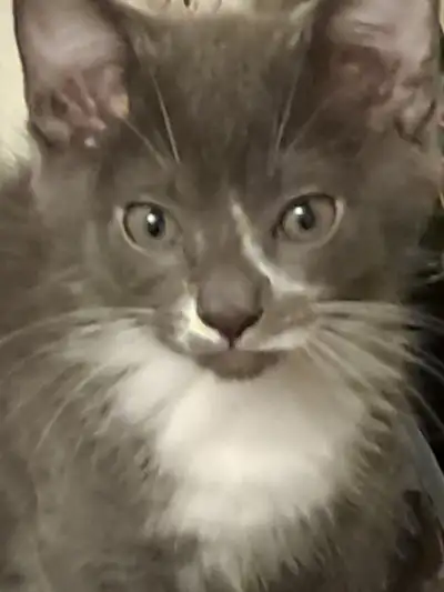 Kittens rehoming 2 male 1 female, View more