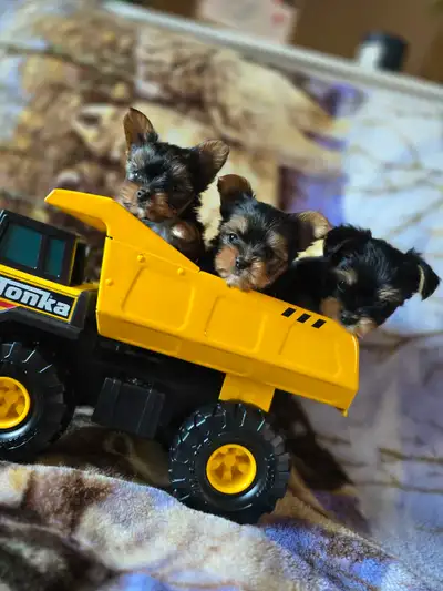Tiny Yorkies, View more