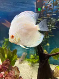 Albino butterfly discus 