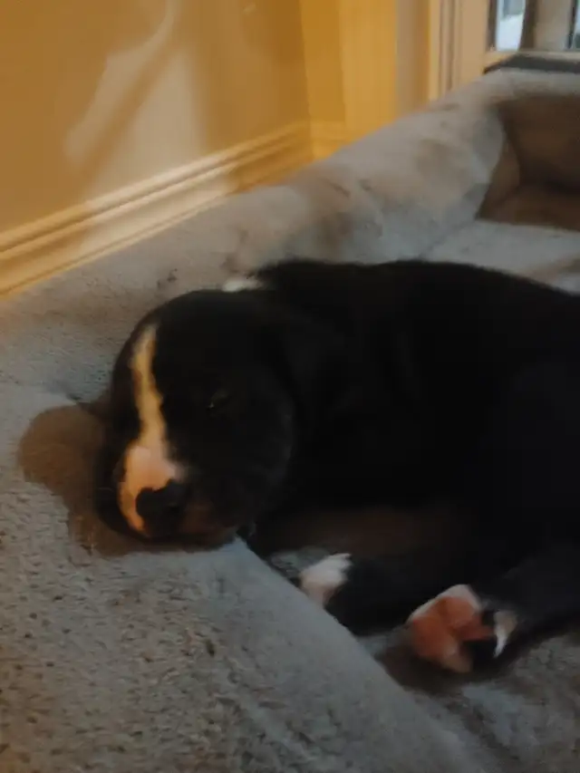 Chio a vendre husky croisé Braque almand Labrador in Dogs & Puppies for Rehoming in Lanaudière - Image 7