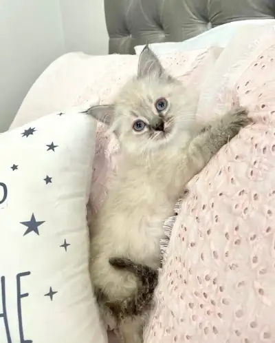 ⭐️❤️Ragdoll Kitten ❤️⭐️(647) 362-8118, View more
