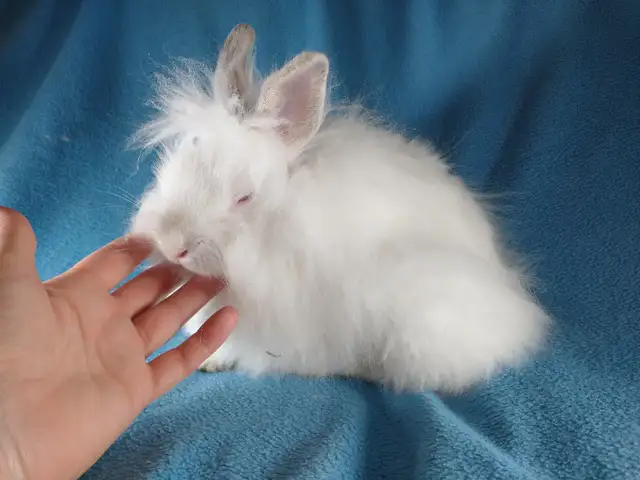 EXTRAORDINARY HOLLAND LOP BABY DWARF BUNNY RABBITS in Small Animals for Rehoming in Ottawa - Image 10