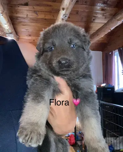 German Shepherd Puppies, View more