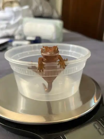 Baby crested gecko for sale! This little guy was hatched on August 7th 2024, making him just about 8...