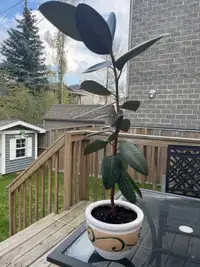 Rubber tree with pot