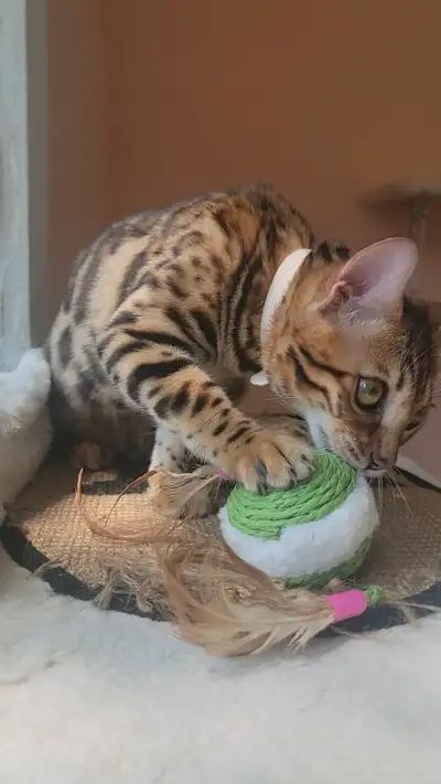 Bengal Kittens – SPAYED · VACCINATED · TICA Registered, View more