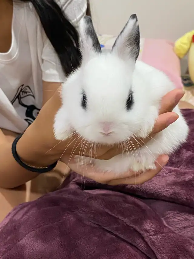 Netherland dwarf baby bunny in Small Animals for Rehoming in Delta/Surrey/Langley - Image 5