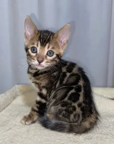 Welcome to our small home cattery: My Bengal Buddies. We have 3 kittens left for adoption, 1 spotted...