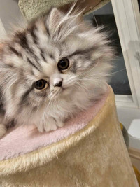 Exquisite Persian Kitten