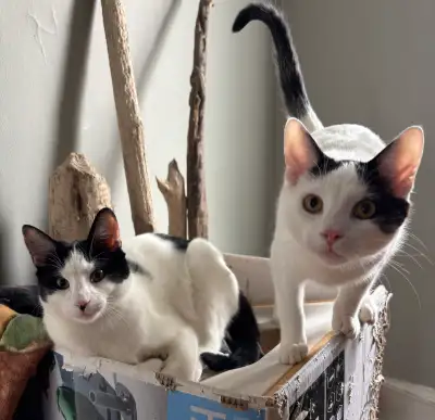 Young Cats for Rehoming, View more