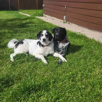 ISO Pet friendly home
