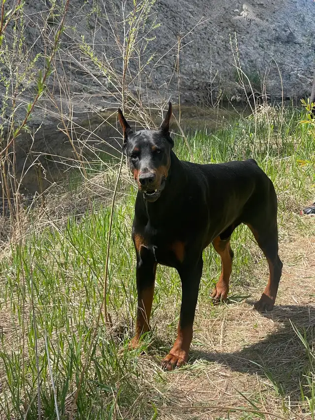 European Doberman Puppies!  1 Female available! in Dogs & Puppies for Rehoming in Edmonton - Image 10