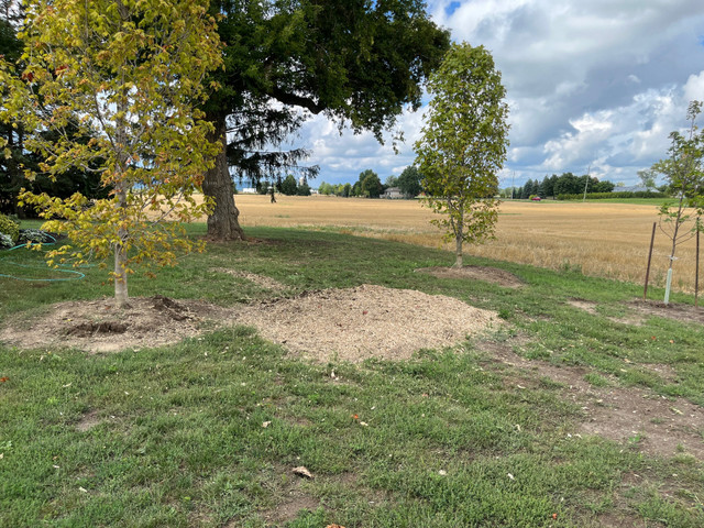 Cheap Stump Removal  in Lawn, Tree Maintenance & Eavestrough in Oakville / Halton Region - Image 3