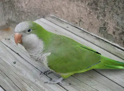 Quaker parrot for sale with cage food it all full set up, View more