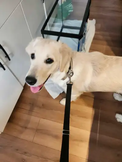 Jeune chienne de race Golden blond. Elle s'appelle Roxy. Date de naissance 31 mai 2024. Vaccinée, ve...