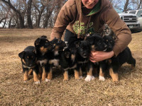 Blue Heeler / Shepherd Cross Puppies