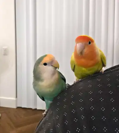 Lovebird pair - beautiful and charming, View more
