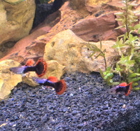 Fancy tail male guppies. And fishtanks.