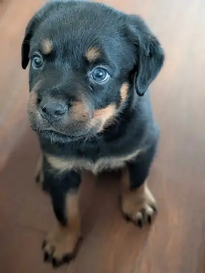 Rottie pups PUREBRED, View more