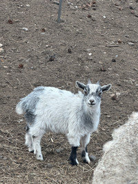 Pigmy goats 