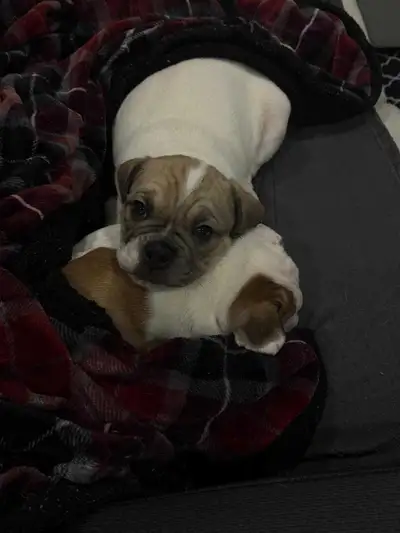 Beautiful English Bulldog Puppies – Ready Soon, View more