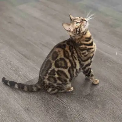 Chatterie Medusa Bengalie Élevage familiale de Bengal pure race, enregistré TICA de haute qualité et...