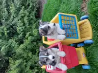 Colie puppys