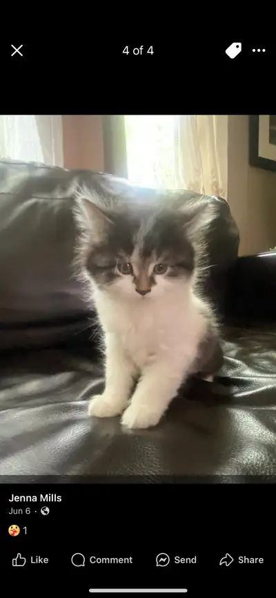 Chaton kittens, View more