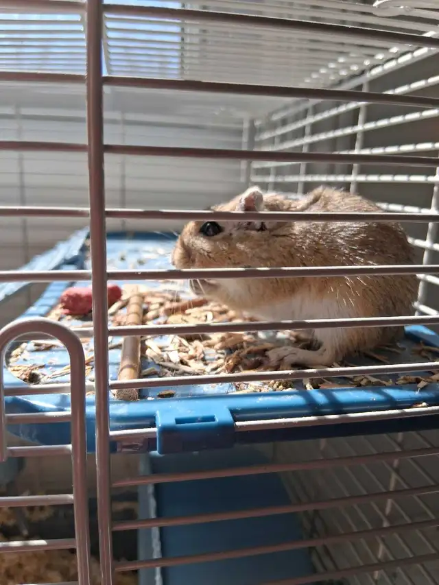 2 Female Gerbils in Small Animals for Rehoming in Ottawa - Image 3