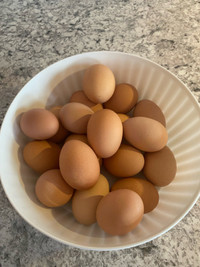 Fresh  eggs 