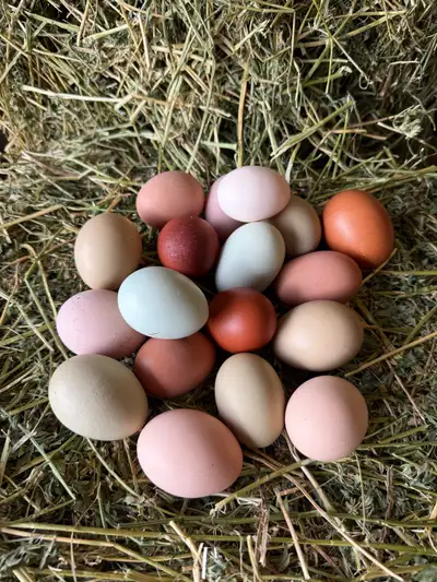farm fresh eggs, View more