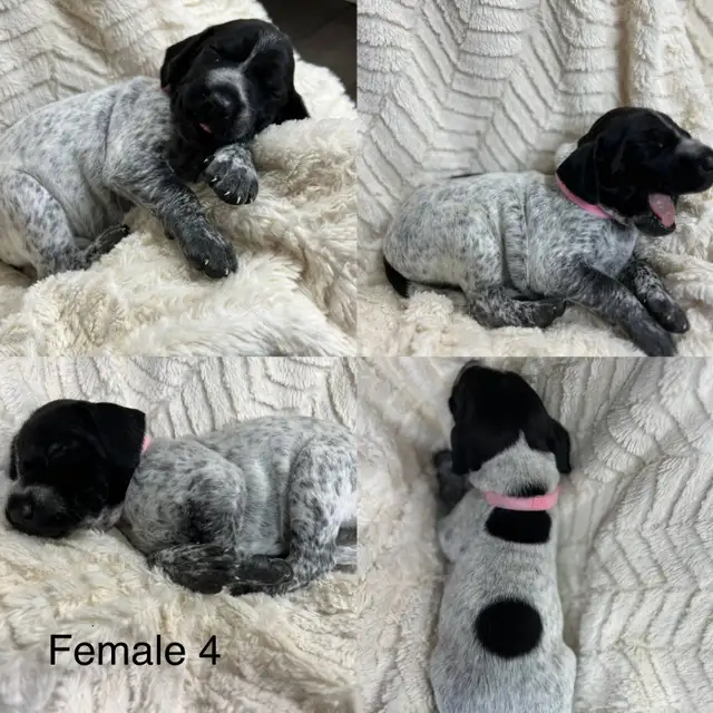 German Shorthaired Pointer Puppies – ONLY 2 FEMALES AVAILABLE in Dogs & Puppies for Rehoming in Edmonton - Image 6