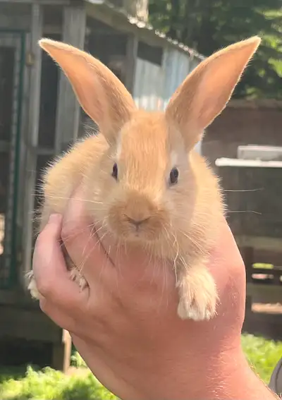 Young purebred female Flemish giant bunnies , View more