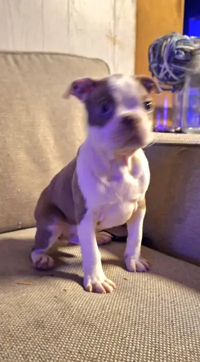 Boston terrier puppies, View more