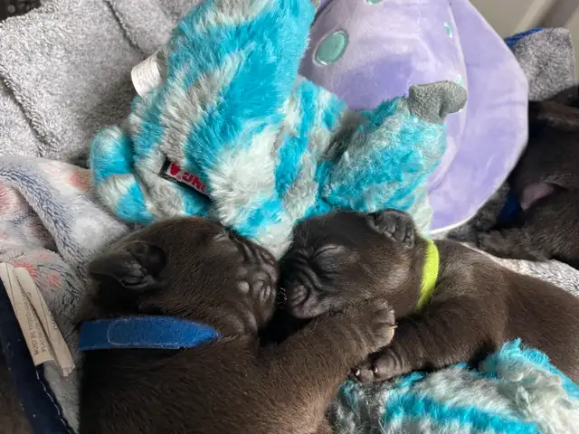Pawdorabulls French Bulldogs - some fluffies!!! in Dogs & Puppies for Rehoming in Ottawa - Image 8