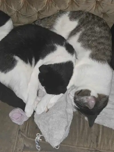 Cats to be rehomed, View more