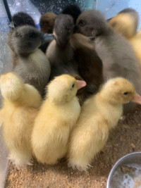 Baby ducks each 
