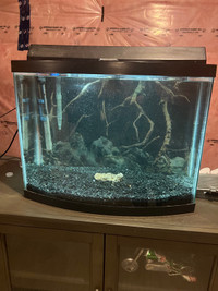 30 gallon bowfront aquarium