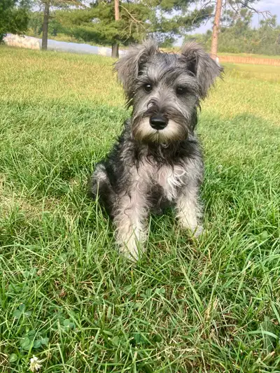 Pure Miniature Schnauzer Puppies, View more