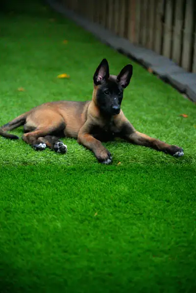 Belgian Malinois Female Puppy, View more