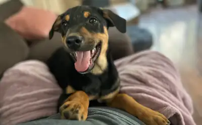 Puppy Dog ♥️, View more