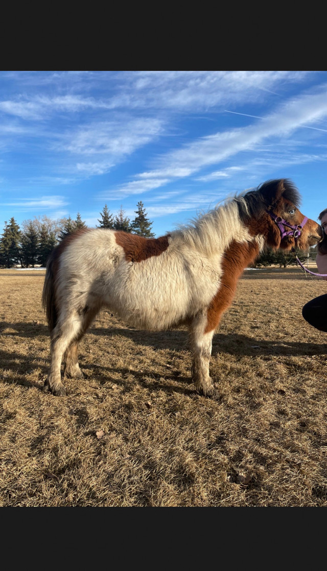 Miniature horse in Horses & Ponies for Rehoming in North Bay