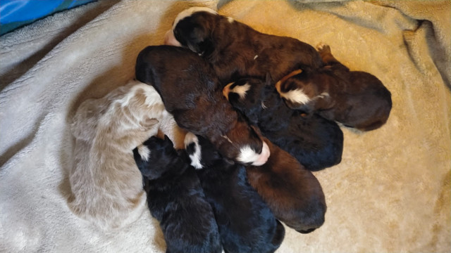 Bernedoodles puppies in Dogs & Puppies for Rehoming in Campbell River - Image 4