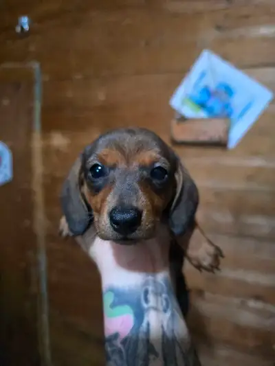 Only 1 left! Smooth Coat Short Haired Minature Dachshund Puppies, View more